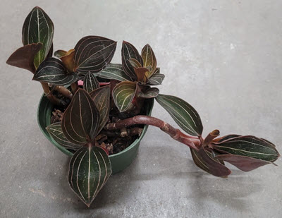 Jewel Orchid